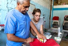 Volunteer Veterinary Medicine A volunteer Vet assist in a procedure on a bird at a placement in Peru