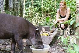 Volunteer Conservation & Environment A Conservation volunteer observes an animal at a palcement in Peru